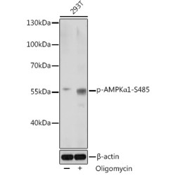 Phospho-AMPKα1-S485 Rabbit pAb
