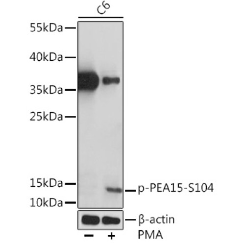 Phospho-PEA15-S104 Rabbit pAb