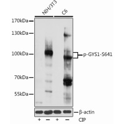 Phospho-GYS1-S641 Rabbit pAb