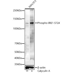 Phospho-IRE1-S724 Rabbit pAb
