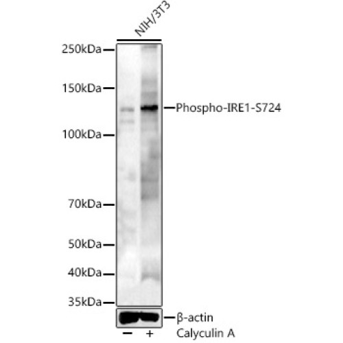 Phospho-IRE1-S724 Rabbit pAb