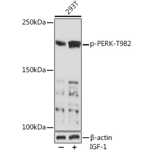 Phospho-PERK-T982 Rabbit pAb