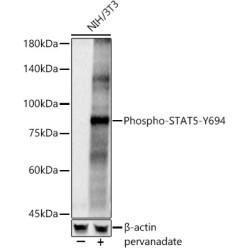 Phospho-STAT5-Y694 Rabbit pAb