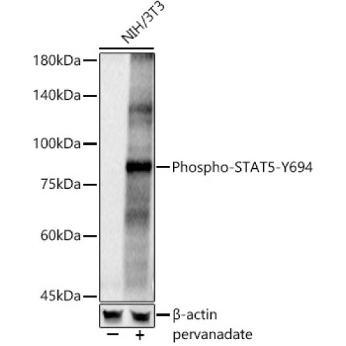 Phospho-STAT5-Y694 Rabbit pAb
