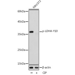Phospho-LDHA-Y10 Rabbit pAb
