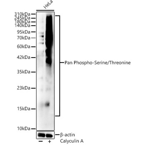 Pan Phospho-Serine/Threonine Rabbit pAb