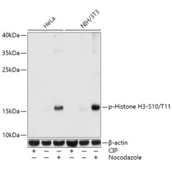 Phospho-Histone H3-S10/T11 Rabbit pAb