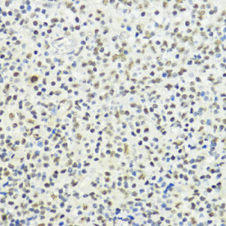 Phospho-Histone H3-T32 Rabbit pAb