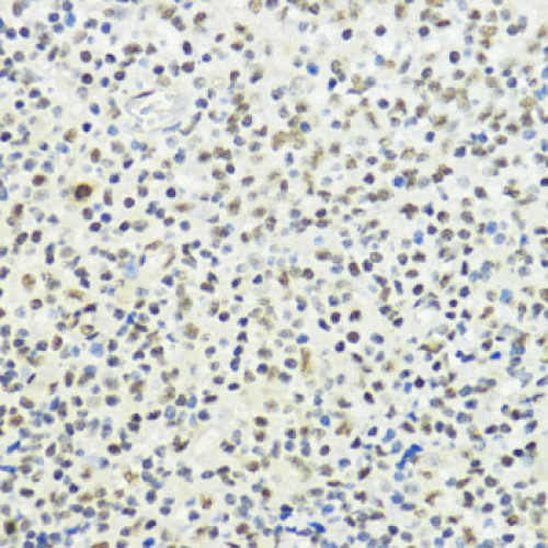 Phospho-Histone H3-T32 Rabbit pAb