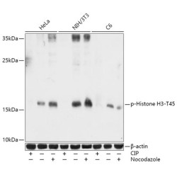 Phospho-Histone H3-T45 Rabbit pAb