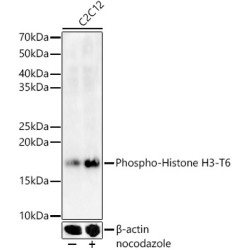 Phospho-Histone H3-T6 Rabbit pAb