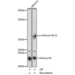 Phospho-Histone H4-S1 Rabbit pAb