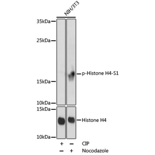 Phospho-Histone H4-S1 Rabbit pAb