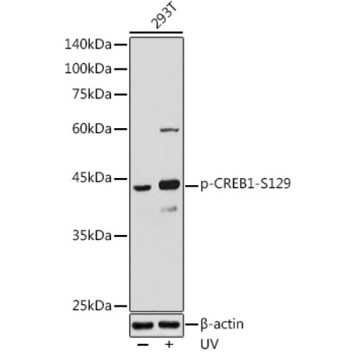 Phospho-CREB1-S129 Rabbit pAb
