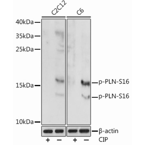 Phospho-PLN-S16 Rabbit pAb
