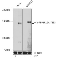 Phospho-PPP1R12A-T853 Rabbit pAb