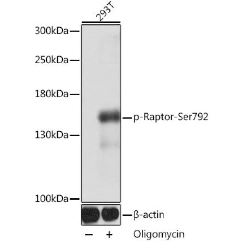 Phospho-Raptor-Ser792 Rabbit pAb