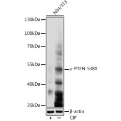 Phospho-PTEN-S380 Rabbit pAb