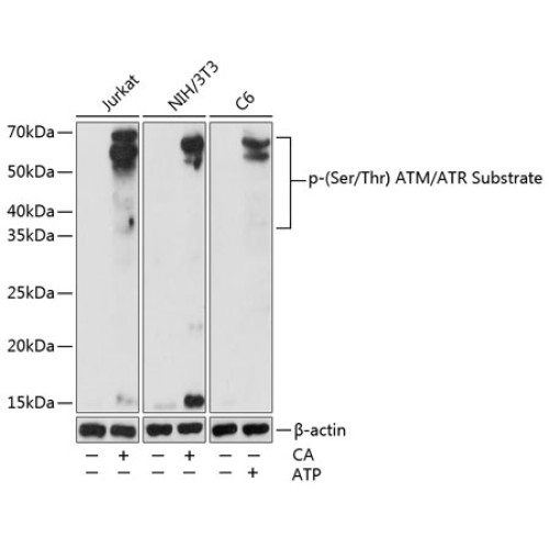 Phospho-(Ser/Thr) ATM/ATR Substrate Rabbit pAb