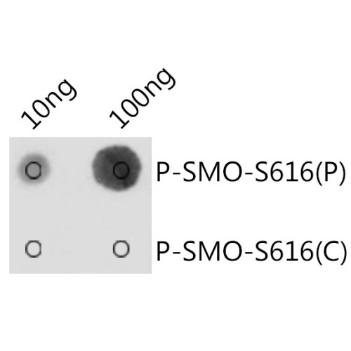 Phospho-SMO-S616 Rabbit pAb