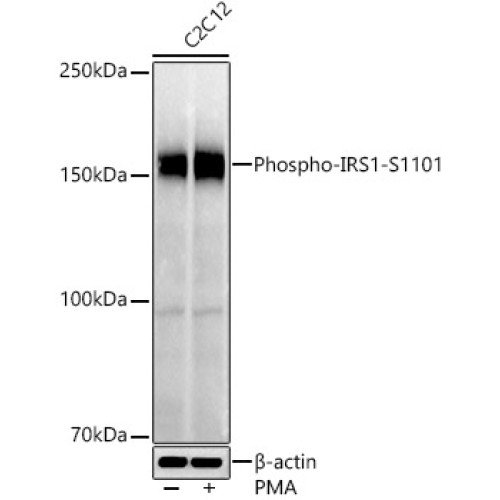 Phospho-IRS1-S1101 Rabbit pAb