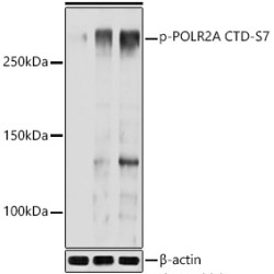 Phospho-POLR2A CTD-S7 Rabbit pAb
