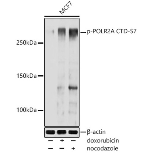 Phospho-POLR2A CTD-S7 Rabbit pAb