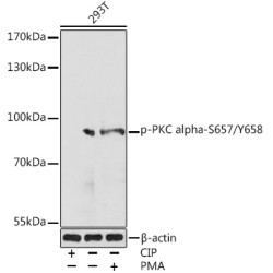Phospho-PKC alpha-S657/Y658 Rabbit pAb