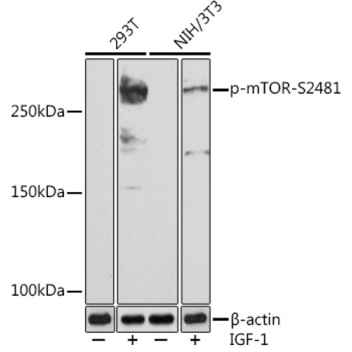 Phospho-mTOR-S2481 Rabbit mAb