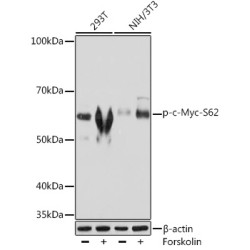 Phospho-c-Myc-S62 Rabbit mAb