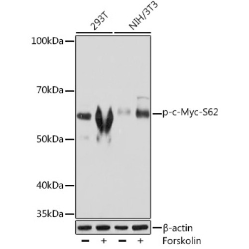 Phospho-c-Myc-S62 Rabbit mAb