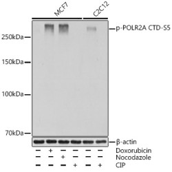 Phospho-POLR2A CTD-S5 Rabbit mAb