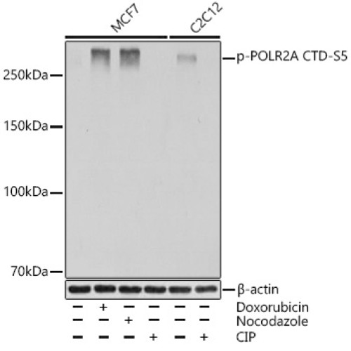 Phospho-POLR2A CTD-S5 Rabbit mAb