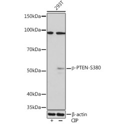 Phospho-PTEN-S380 Rabbit mAb