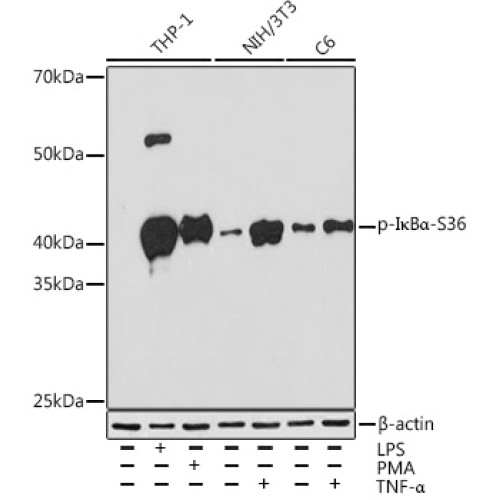 Phospho-IκBα-S36 Rabbit mAb