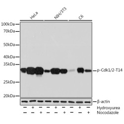 Phospho-Cdk1/2-T14 Rabbit mAb