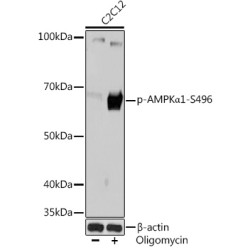 Phospho-AMPKα1-S496 Rabbit mAb