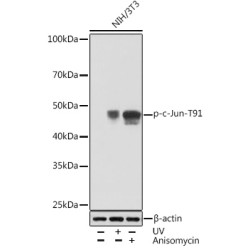 Phospho-c-Jun-T91 Rabbit mAb