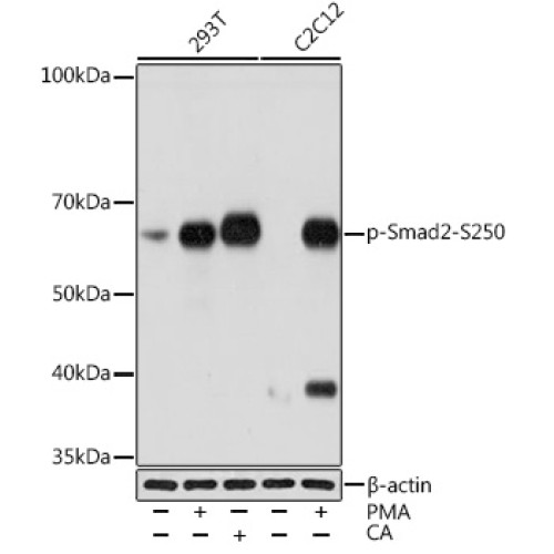 Phospho-Smad2-S250 Rabbit mAb