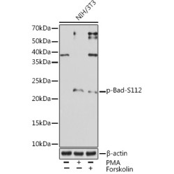 Phospho-Bad-S112 Rabbit mAb