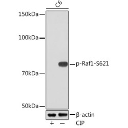 Phospho-Raf1-S621 Rabbit mAb