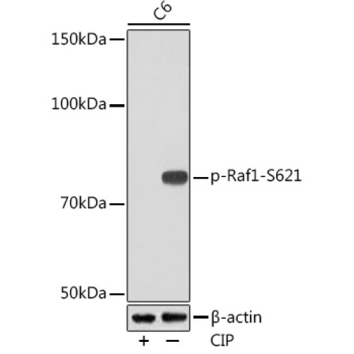 Phospho-Raf1-S621 Rabbit mAb