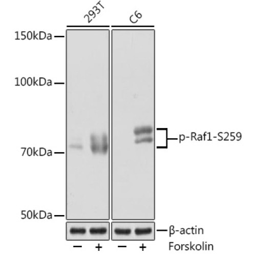 Phospho-Raf1-S259 Rabbit mAb