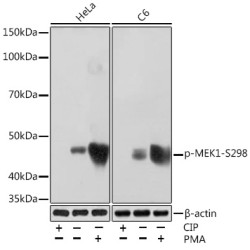 Phospho-MEK1-S298 Rabbit mAb