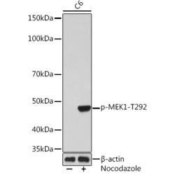 Phospho-MEK1-T292 Rabbit mAb