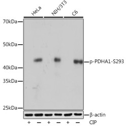 Phospho-PDHA1-S293 Rabbit mAb