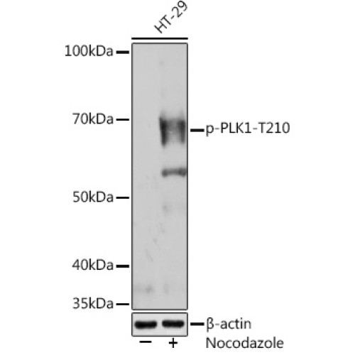 Phospho-PLK1-T210 Rabbit mAb