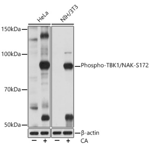 Phospho-TBK1/NAK-S172 Rabbit mAb
