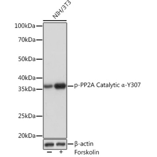 Phospho-PP2A Catalytic α-Y307 Rabbit mAb