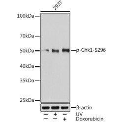 Phospho-Chk1-S296 Rabbit mAb